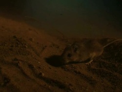 Extreme close up, side angle, slow motion; mouse face  Stock Footage