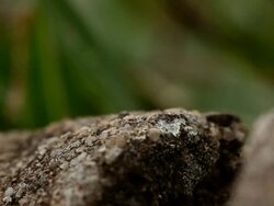 Ants 03 Stock Footage