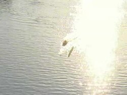 WS AERIAL View of rowing team paracticing on Tennessee River / Chattanooga, Tennessee, United States Stock Footage