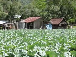 MS Shot of plantation in front of houses / Bali, Indonesia Stock Footage