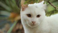 white cat Stock Footage