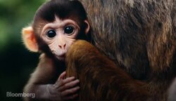 Ebola Vaccine Trials: No Time to Wait News Clip