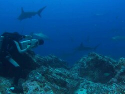 Rebreather Diver filming with Hammerhead, Costa Rica, Pacific Ocean Stock Footage