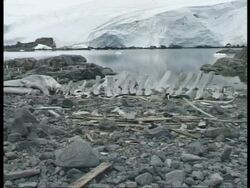 MS Whale bones spread along rocky shore, Icebergs on horizon, Antarctica Stock Footage