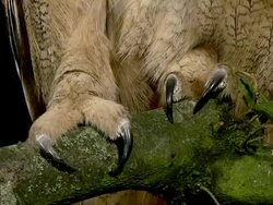 CU Shot of European Eagle owl claws / Calvados, Normandy, France Stock Footage