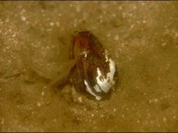 Freshwater mussel digging in to river bed, time lapse, River Yeguas, Sierra Morena, Andalucia, Southern Spain Stock Footage