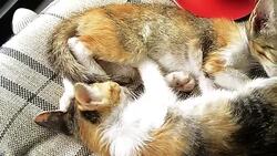 Cat sleeping with hot coffee cup Stock Footage