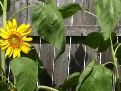 HD Sunflower Fence Stock Footage