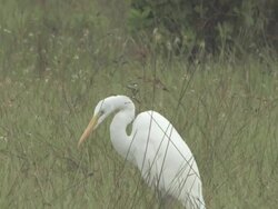 White egret 106 Stock Footage