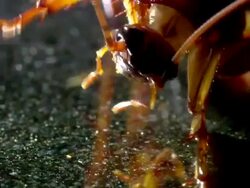 CU American Cockroach on worktop Stock Footage