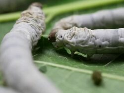 Silkworm Stock Footage