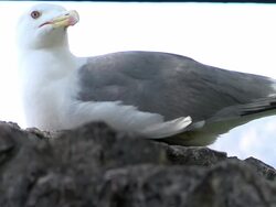 ATMOSPHERE Seagull at the Monaco General Views at Monaco . (Footage by WireImage Video/Getty Images Entertainment Video) Stock Footage
