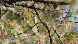 Bird  in nature Stock Footage