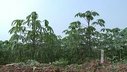 CLEAN : Nigeria tries to boost annual cassava yield News Clip