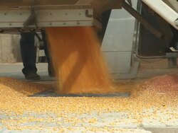Harvested Corn Unloading from Semi into Elevator Stock Footage