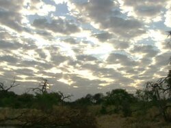 WS PAN View of cloud formation partially covering sun and silhouetting dead trees and bush / Okavango Delta, North-West District, Botswana Stock Footage