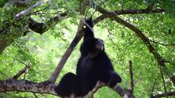 Gibbons on Tree Stock Footage