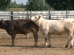 Cows in love Stock Footage