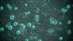 Microscopic Cells Blue Stock Footage