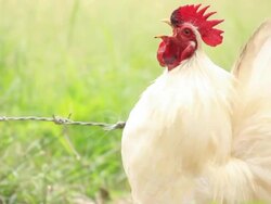 Screaming white cock Stock Footage