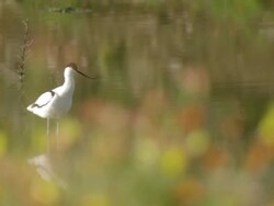 WS R/F View of Pied avocet standing and wading through water with Namaqualand daisies visible in ground / Namaqualand, Northern Cape, South Africa Stock Footage