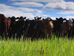 Cowgirl herding cattle Stock Footage