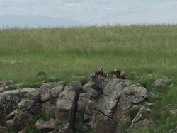 Eurasian griffon  (Gyps fulvus) group on basalt rocks  Stock Footage