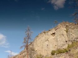 Conifers growing in the sand lost their thornes Stock Footage