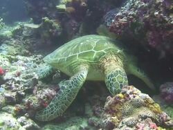 Green Turtle Asleep Stock Footage