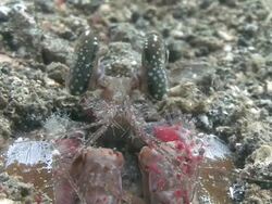 Mantis Shrimp Stock Footage