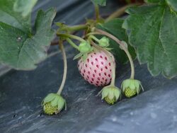 strawberry Stock Footage