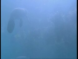 MS Underwater view of Manatee mother and calf swimming, South America Stock Footage