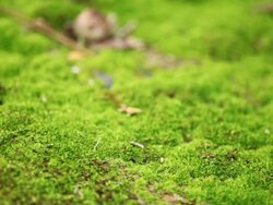 Lichen Stock Footage