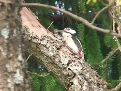 Woodpecker on the Oak Tree Stock Footage