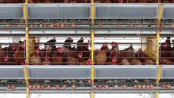 Industrial Food and Livestock Production Instructional Video