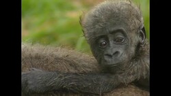 Gorilla family on Loango National Park News Clip
