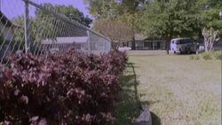 An alligator lurks behind flowering shrubs in a Florida suburb. Stock Footage