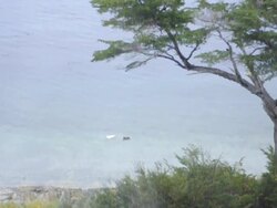 patos en el mar Stock Footage