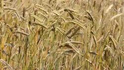 Cereal Field Stock Footage