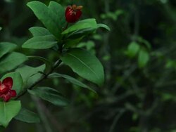 Micky mouse plant Stock Footage