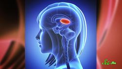 3 Things Your Dog Should Not Be Doing Instructional Video