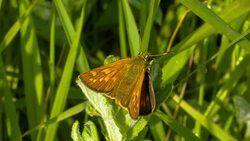 Butterfly Sitting On Green Leaf, Macro Hd Stock Footage