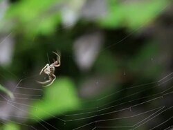 Spider Building a web. Stock Footage