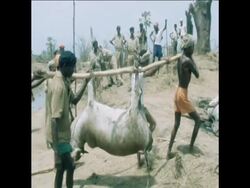 SYND 19 4 78 AFTERMATH OF CYCLONE IN ORISSA STATE News Clip