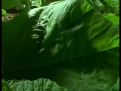 T/L Seedlings growing, camera tracks over Stock Footage