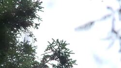 CLEAN : Monarch butterfly population may quadruple Mexican official News Clip