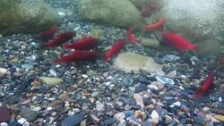 Kokanee Salmon Run (Slow Motion) Stock Footage