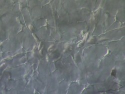 Blood cells moving through capillaries of tail of tadpole of Toad Bufo bufo Stock Footage