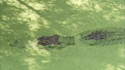 Scum in a swamp nearly covers an alligator resting in the water. Stock Footage
