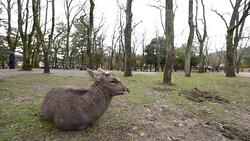 Deer in Nara park, Japan Stock Footage
